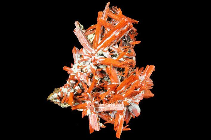 Bright Orange Crocoite Crystal Cluster - Tasmania #129099